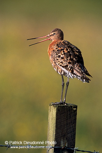 Blacktailed godwit (Limosa limosa) - Barge à queue noire - 17558