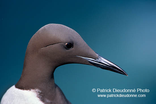 Guillemot (Uria aalge) - Guillemot - 17359