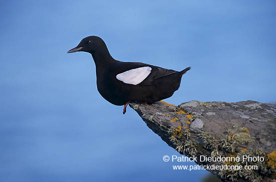 Black Guillemot (Cepphus grylle) - Guillemot à miroir - 17376