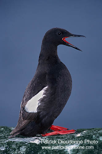 Black Guillemot (Cepphus grylle) - Guillemot à miroir - 17380