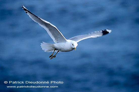 Gull (Common) in flight (Larus canus) - Goéland cendré 11787