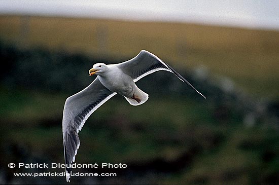 Gull (Great Black-backed) (Larus marinus) - Goéland marin 11819