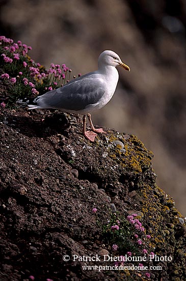 Gull (Herring) (Larus argentatus argenteus) - Goéland argenté 11890