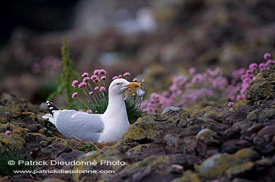 Gull (Herring) (Larus argentatus argenteus) - Goéland argenté 11899