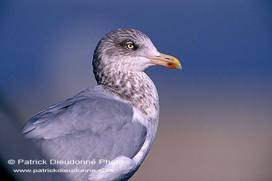 Gull (Herring) (Larus argentatus argenteus) - Goéland argenté 11944