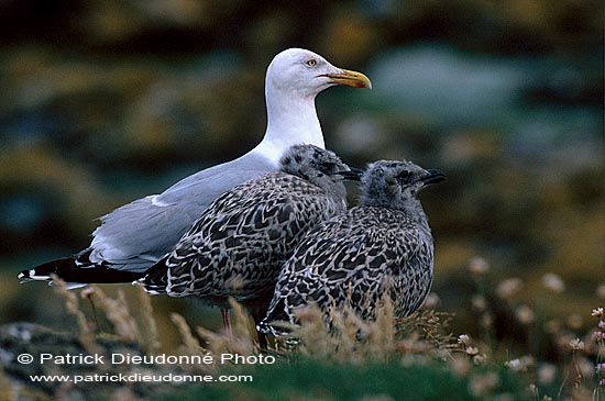 Gull (Herring) (Larus argentatus argenteus) - Goéland argenté 11958