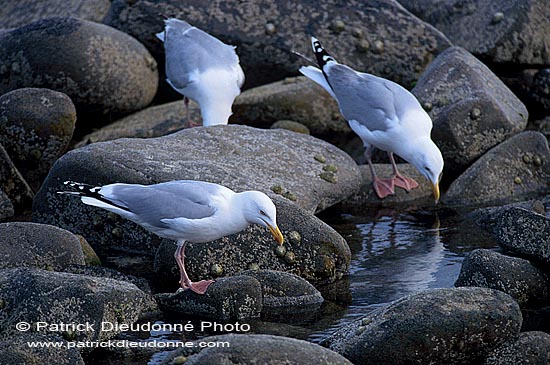 Gull (Herring) (Larus argentatus argenteus) - Goéland argenté 11962