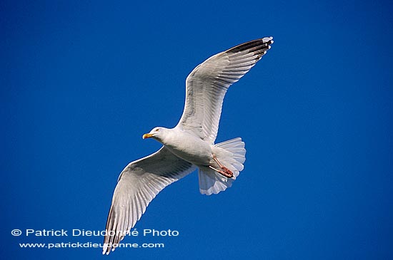 Gull (Herring) (Larus argentatus argenteus) - Goéland argenté 11964