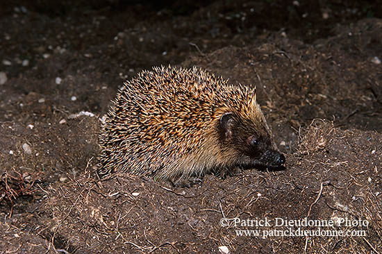 Herisson - Hedgehog - 16567