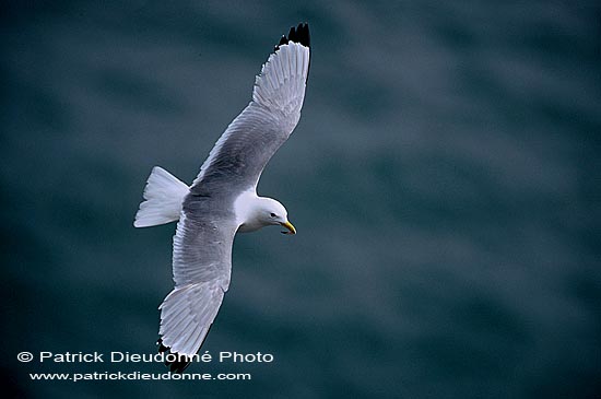 Kittiwake (Black-legged) (Rissa tridactyla) - Mouette tridactyle 11857