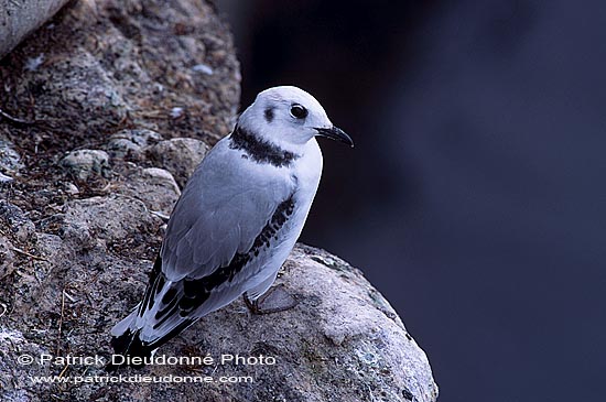 Kittiwake (Black-legged) (Rissa tridactyla) - Mouette tridactyle 11877