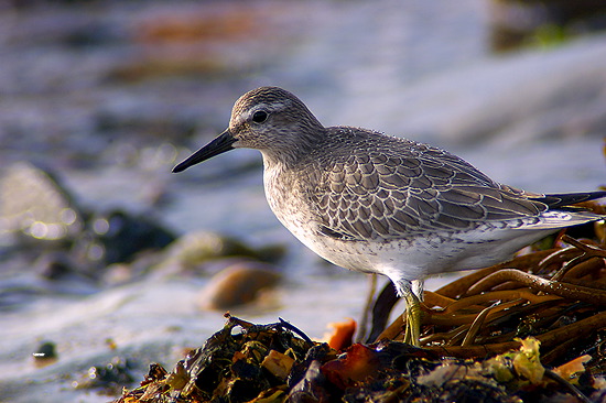 Knot (Calidris canutus) - Becasseau maubeche - 17921