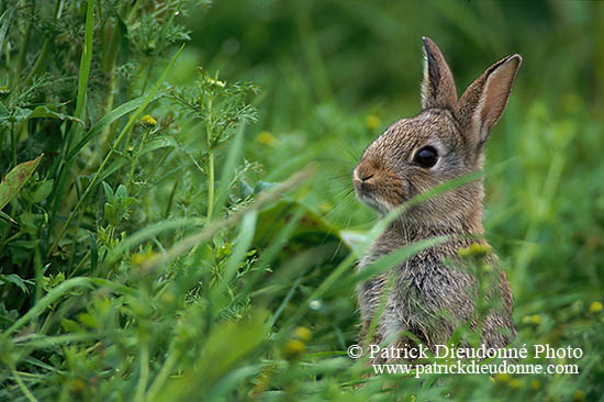 Lapin de garenne - Rabbit - 16568