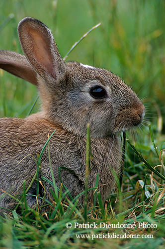 Lapin de garenne - Rabbit - 16571