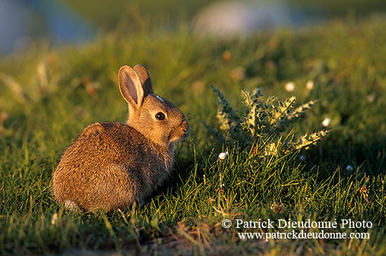 Lapin de garenne - Rabbit - 16583