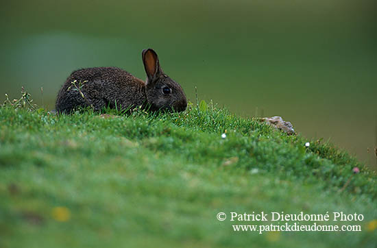 Lapin de garenne - Rabbit - 16590