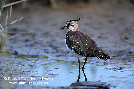 Lapwing (Vanellus vanellus) - Vanneau huppé - 17574