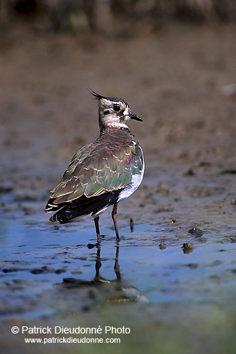 Lapwing (Vanellus vanellus) - Vanneau huppé - 17576