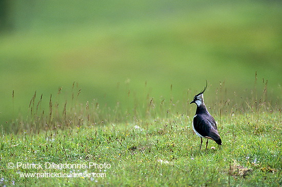 Lapwing (Vanellus vanellus) - Vanneau huppé - 17591