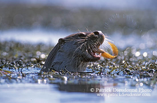 Loutre d'Europe - European Otter - 16739