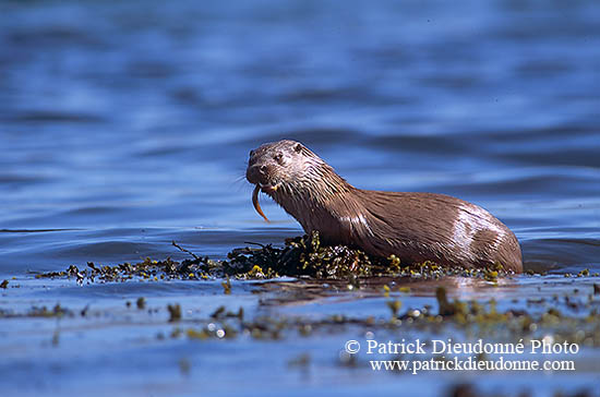 Loutre d'Europe - European Otter  - 16742