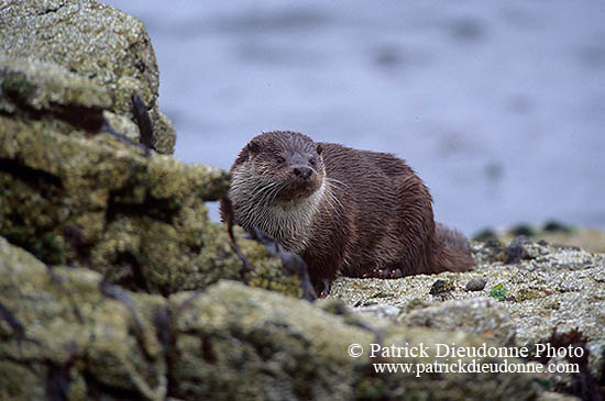 Loutre d'Europe - European Otter  - 16746