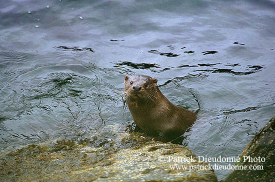 Loutre d'Europe - European Otter  - 16747