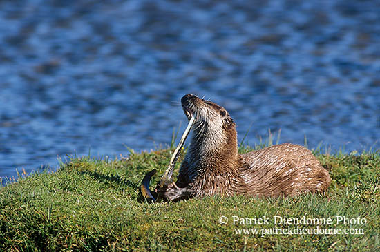 Loutre d'Europe - European Otter  - 16752