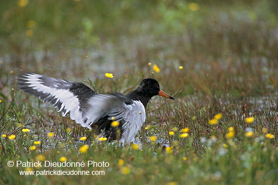 Oystercatcher (Haematopus ostralegus) - Huitrier pie - 17600