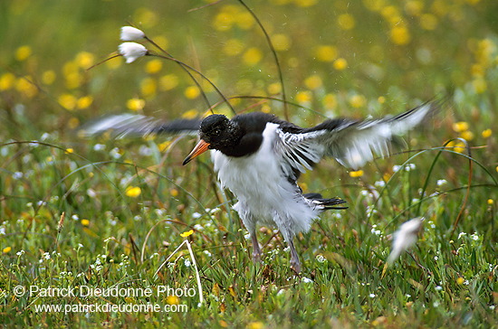 Oystercatcher (Haematopus ostralegus) - Huitrier pie - 17601