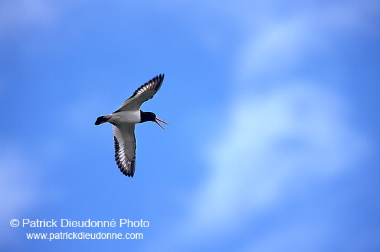 Oystercatcher (Haematopus ostralegus) - Huitrier pie - 17606