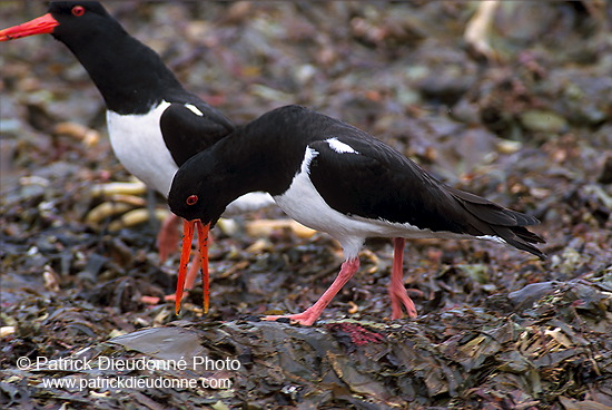 Oystercatcher (Haematopus ostralegus) - Huitrier pie - 17608