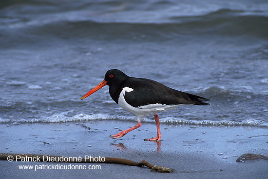 Oystercatcher (Haematopus ostralegus) - Huitrier pie - 17613