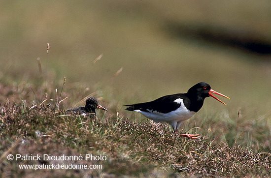 Oystercatcher (Haematopus ostralegus) - Huitrier pie - 17632