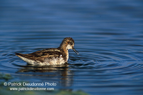 Red-necked Phalarope (Phalaropus lobatus) - Phalarope à bec mince - 17645