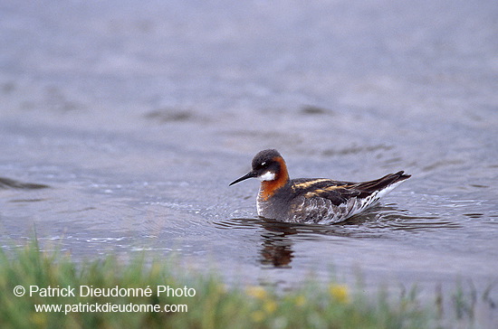 Red-necked Phalarope (Phalaropus lobatus) - Phalarope à bec mince - 17646