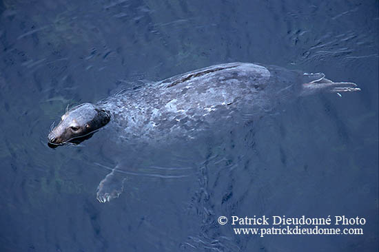 Phoque gris - Grey Seal - 16824