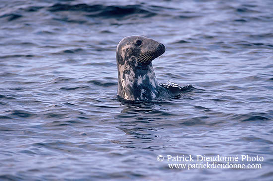 Phoque gris - Grey Seal - 16836