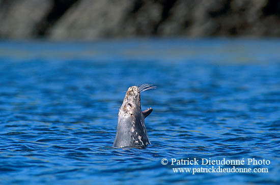 Phoque gris - Grey Seal - 16838