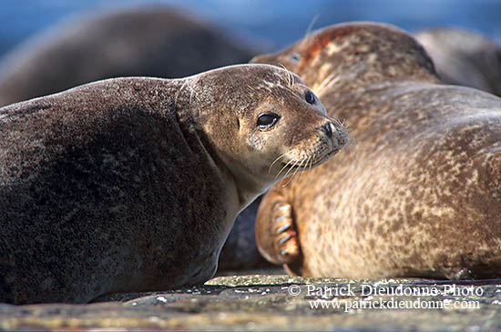 Phoque veau-marin - Harbour Seal  - 16849
