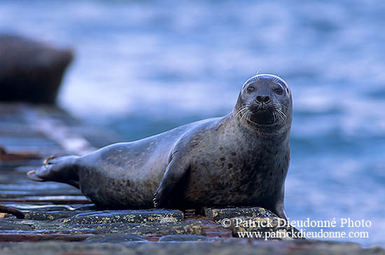 Phoque veau-marin - Harbour Seal  - 16854