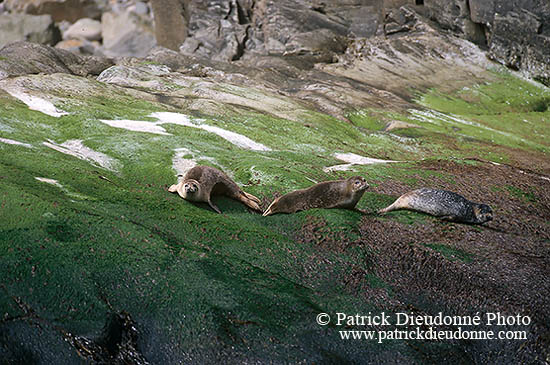 Phoque veau-marin - Harbour Seal  - 16860