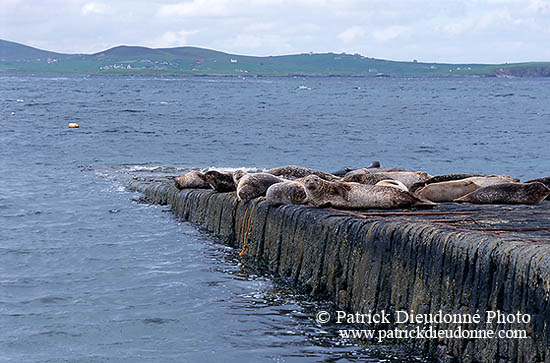 Phoque veau-marin - Harbour Seal  - 16872
