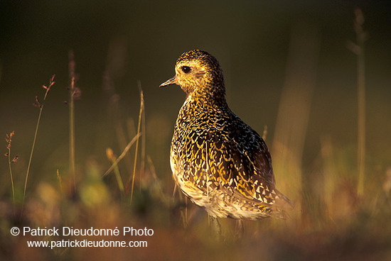 Golden Plover (Pluvialis apricaria) - Pluvier doré - 17651