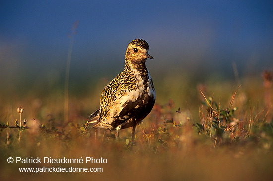 Golden Plover (Pluvialis apricaria) - Pluvier doré - 17652