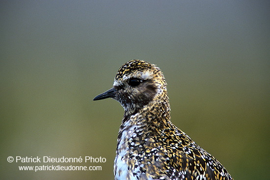 Golden Plover (Pluvialis apricaria) - Pluvier doré - 17658