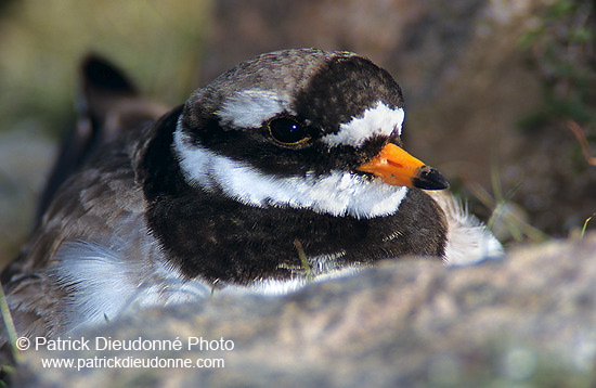 Ringed Plover (Charadrius hiaticula) - Grand gravelot - 17703