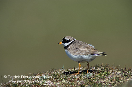 Ringed Plover (Charadrius hiaticula) - Grand gravelot - 17704