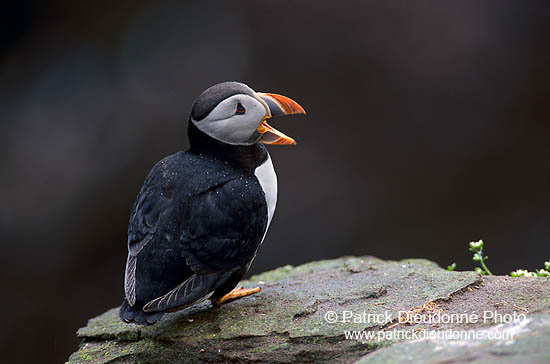 Puffin (Fratercula arctica) - Macareux moine - 17392