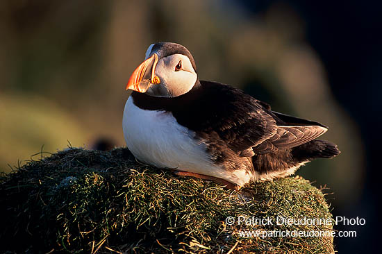 Puffin (Fratercula arctica) - Macareux moine- 17393